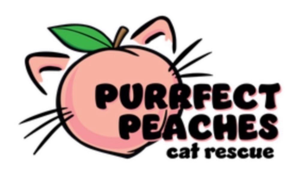 Amelie, Adoptable, Young Female Domestic Short Hair.