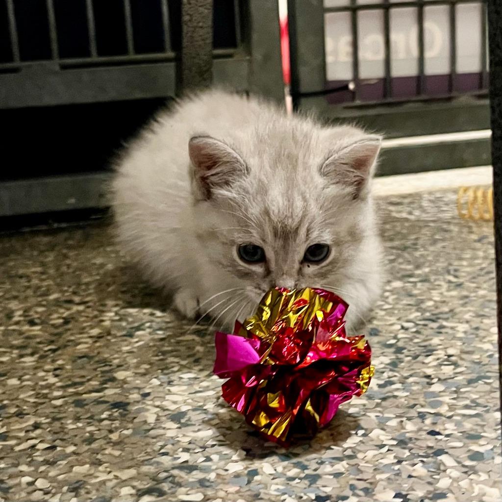 Sugar, Adoptable, Kitten Female Domestic Short Hair.