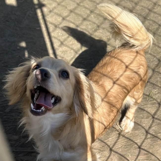 Enlarge CELESTE, an adopted mixed breed in Vacaville, CA image 1/1