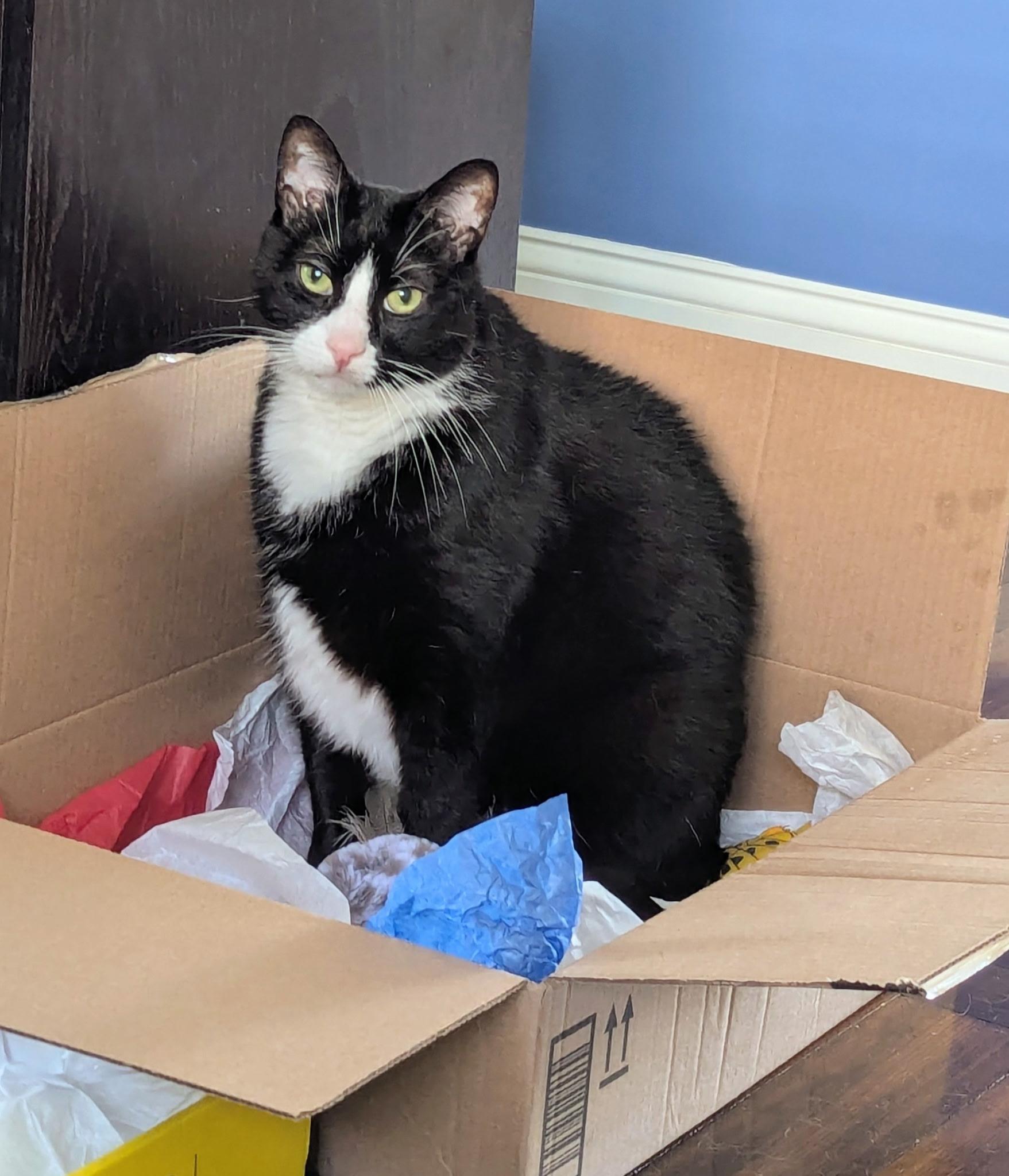 Enlarge Tux, a ADOPTABLE Domestic Short Hair in Melrose, MA image 3/4