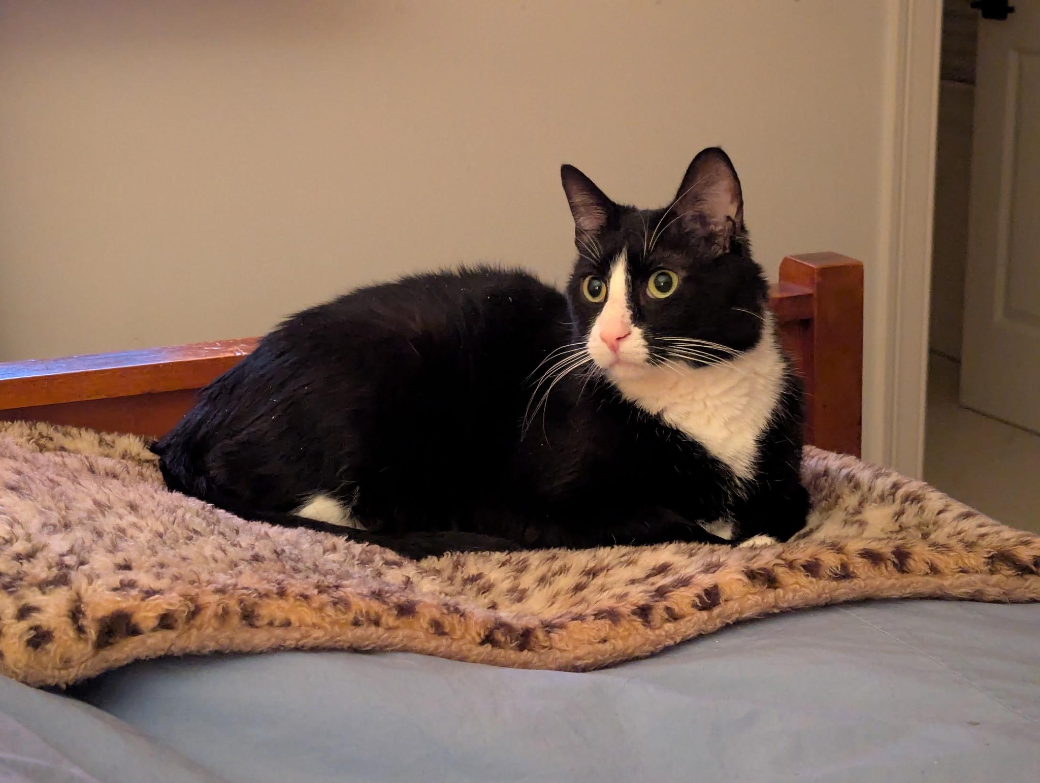Enlarge Tux, a ADOPTABLE Domestic Short Hair in Melrose, MA image 1/4