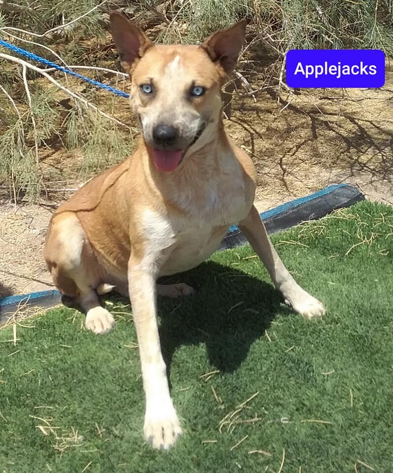 Applejacks, a Adoptable mixed breed in Las Vegas, NV image 1/4