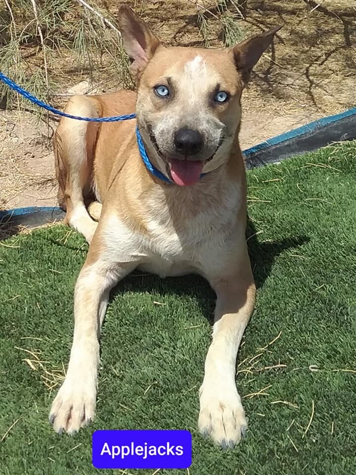 Applejacks, a Adoptable mixed breed in Las Vegas, NV image 2/4