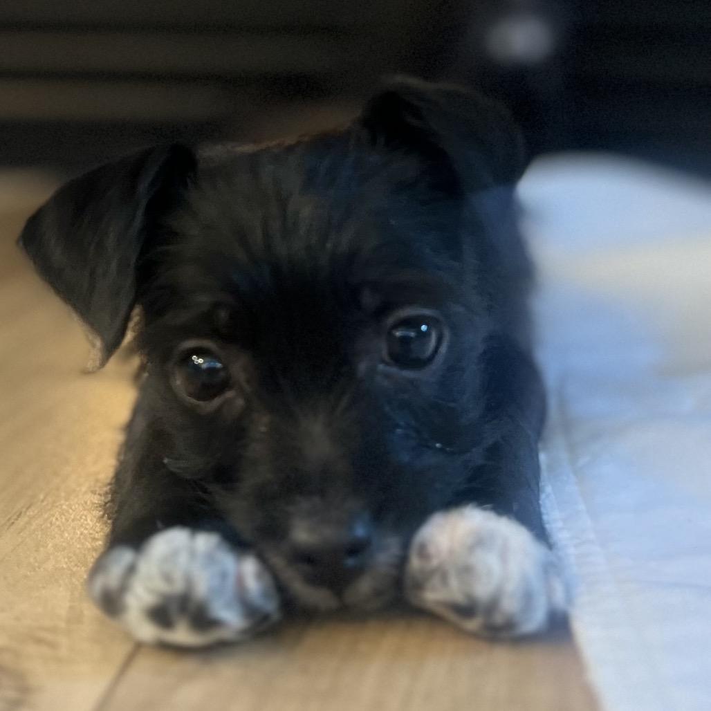 Falcon, Adoptable, Young Male Terrier.