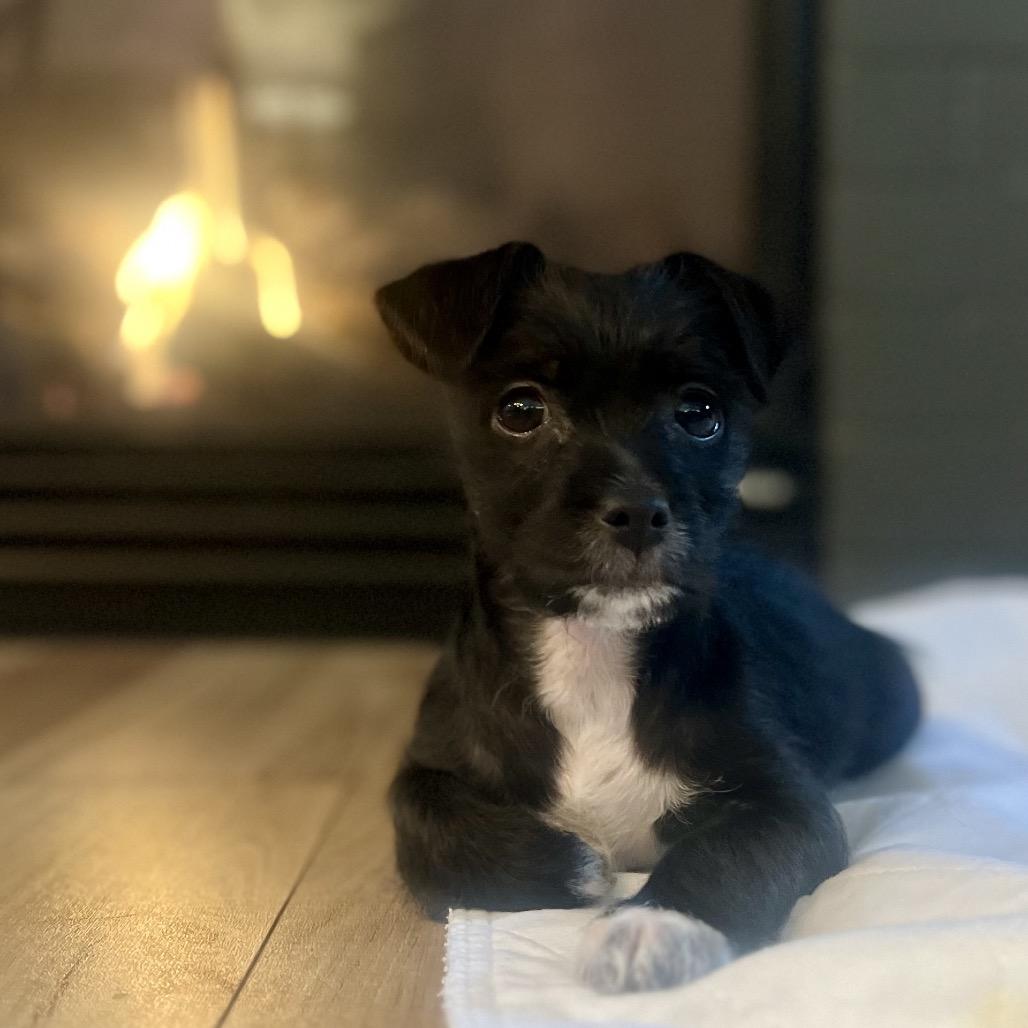 Falcon, a Adoptable mixed breed in Fort Collins, CO image 2/6