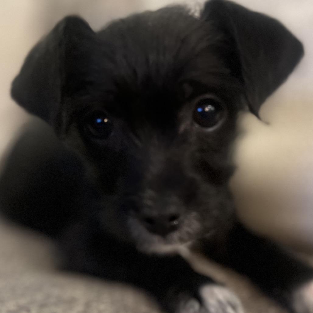 Falcon, a Adoptable mixed breed in Fort Collins, CO image 3/6