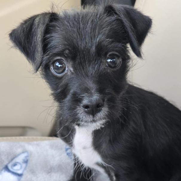 Falcon, a Adoptable mixed breed in Fort Collins, CO image 4/6