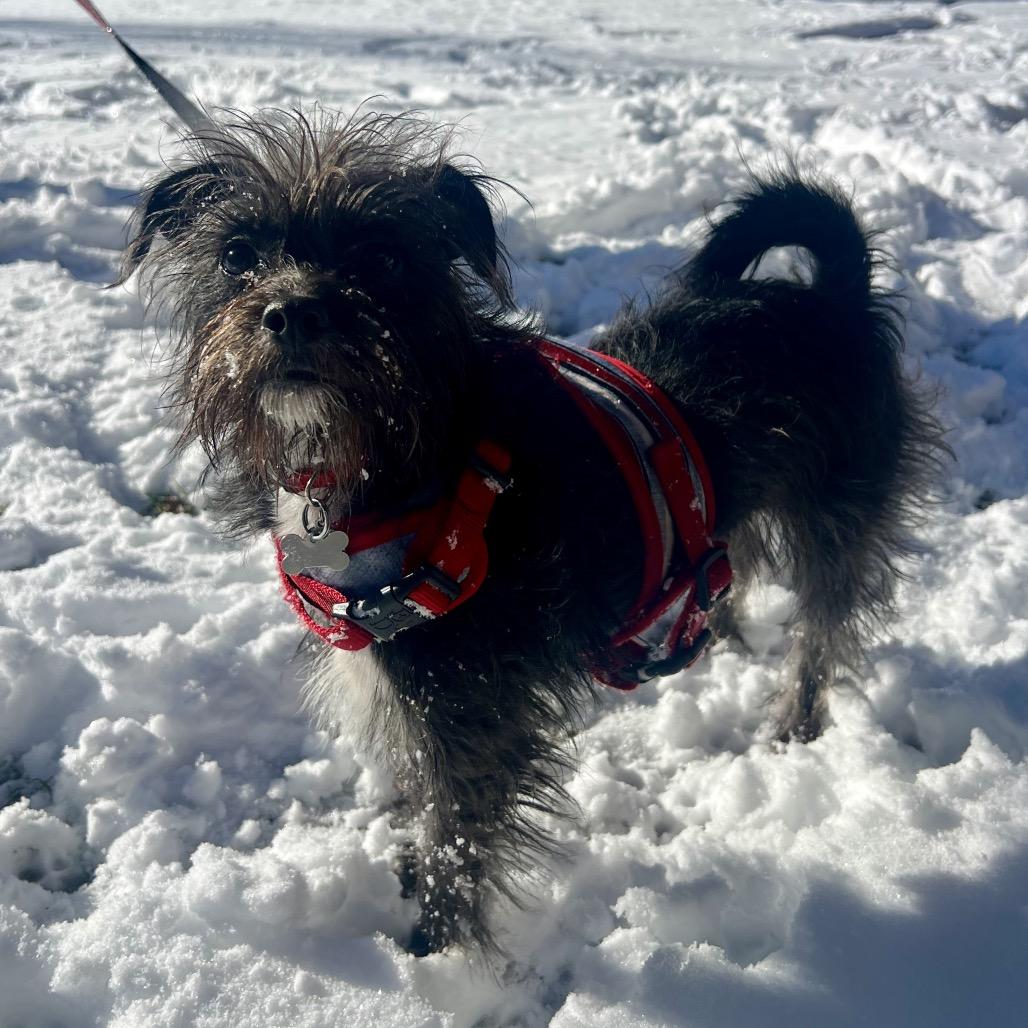 Falcon, a Adoptable mixed breed in Fort Collins, CO image 5/6