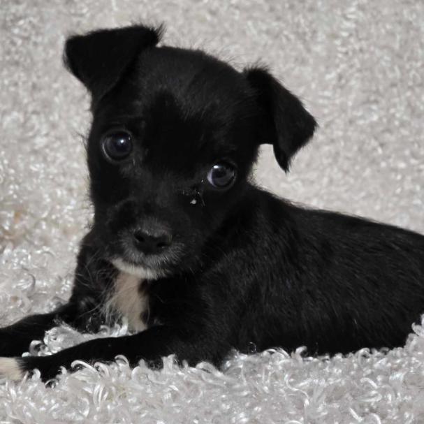 Falcon, a Adoptable mixed breed in Fort Collins, CO image 6/6