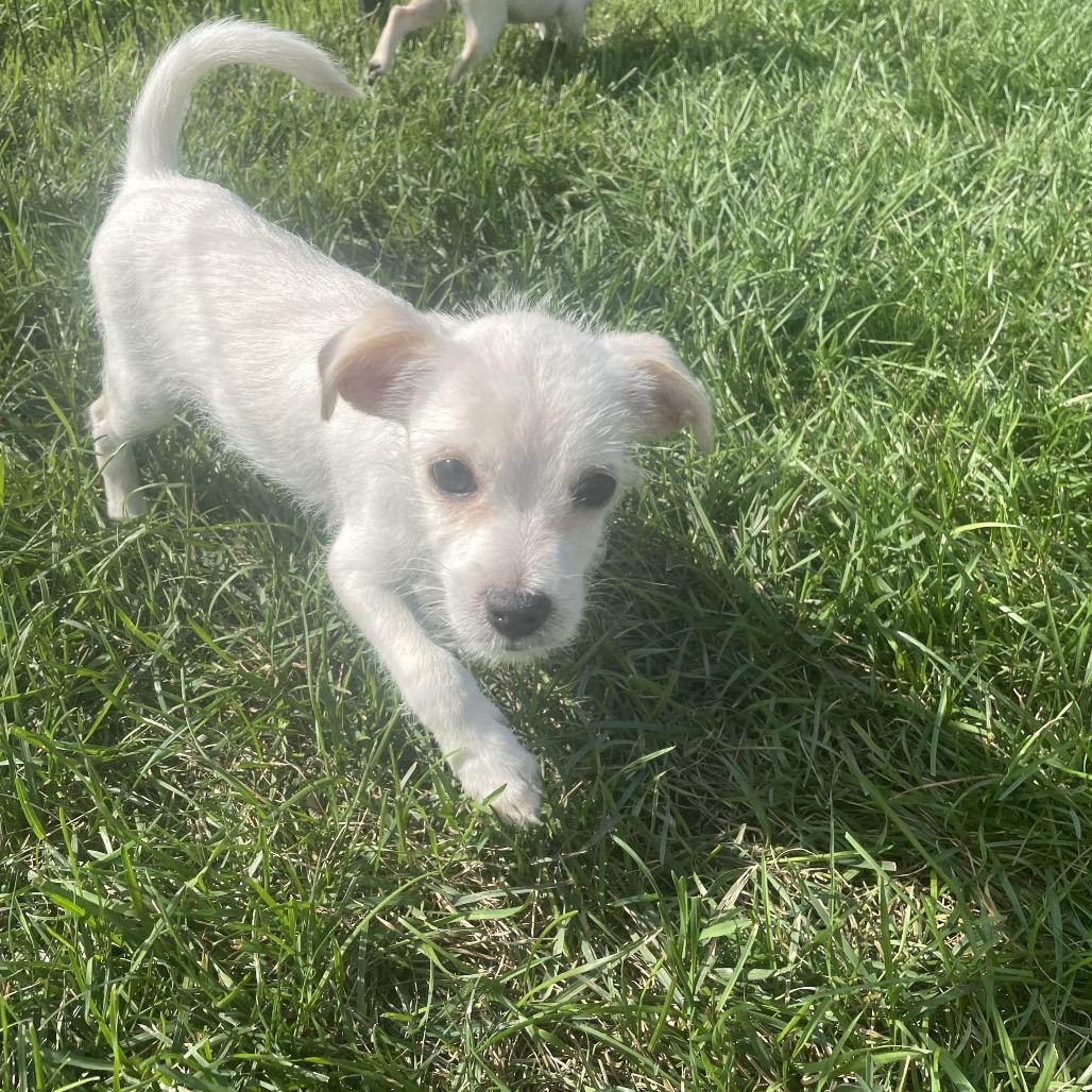 Enlarge Kai, a Adoptable mixed breed in Alma, WI image 1/6