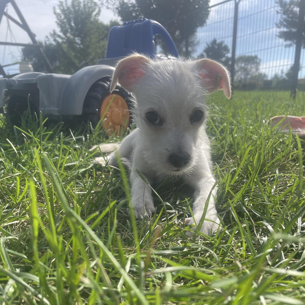 Enlarge Kai, a Adoptable mixed breed in Alma, WI image 2/6