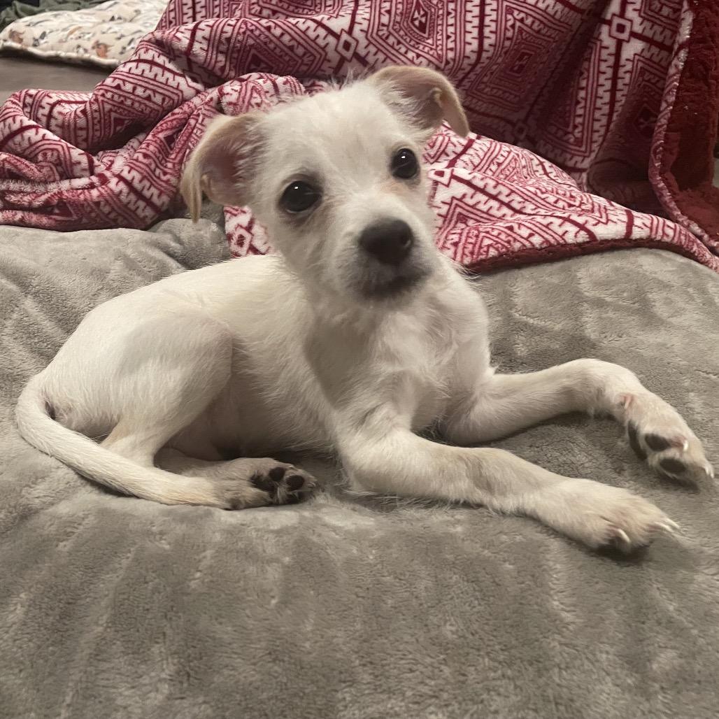 Enlarge Kai, a Adoptable mixed breed in Alma, WI image 3/6