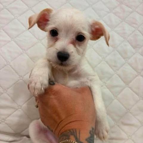 Enlarge Kai, a Adoptable mixed breed in Alma, WI image 5/6