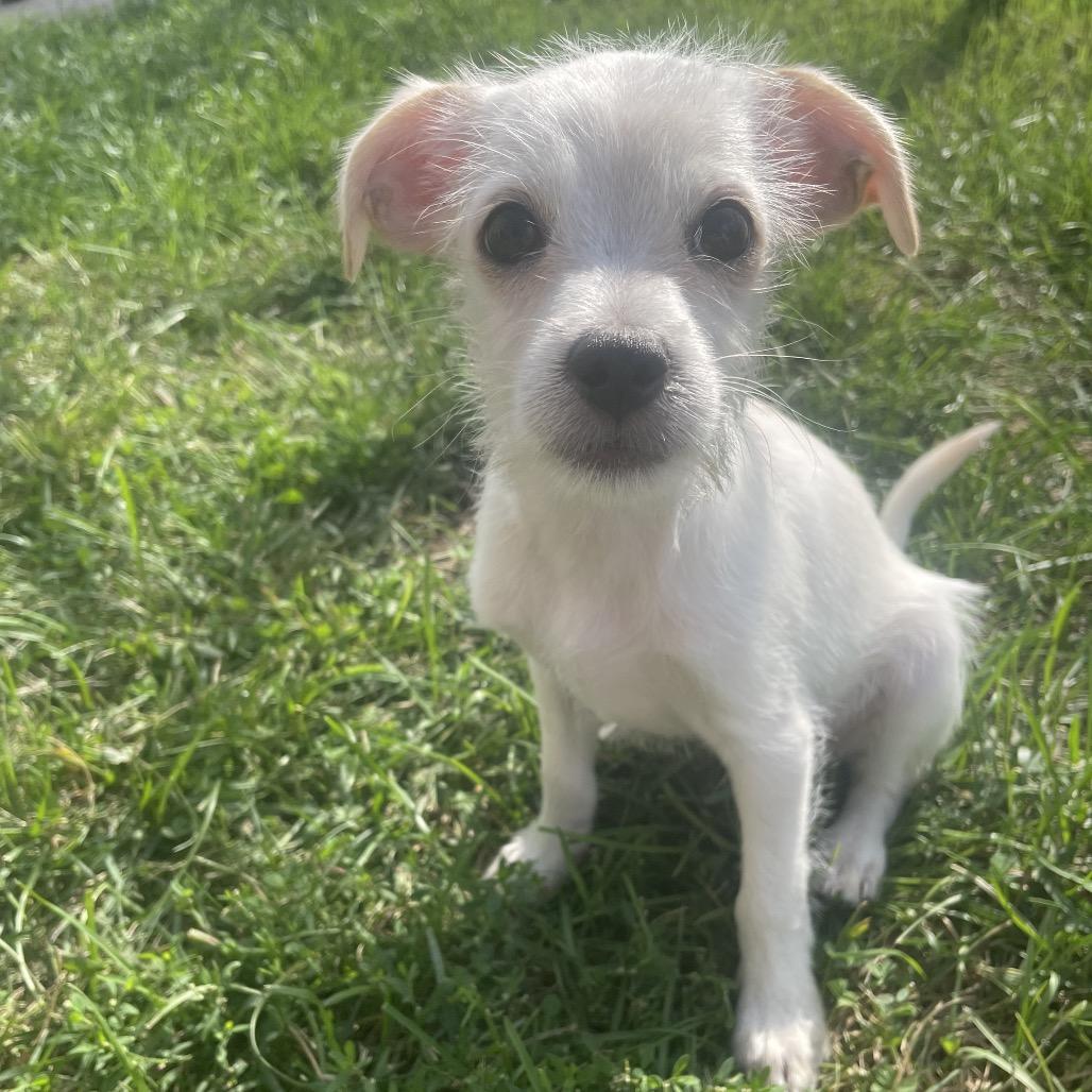Enlarge Kai, a Adoptable mixed breed in Alma, WI image 6/6