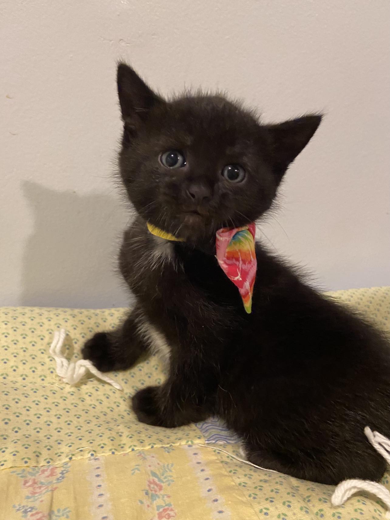 Westfield Homeless Cat Project - vh7p14n