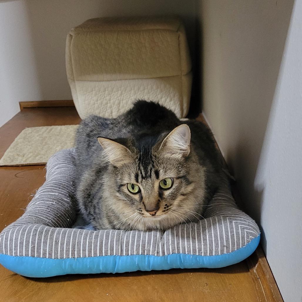 Enlarge Patience (Grandma), a Adoptable Domestic Short Hair in Baytown, TX image 1/2