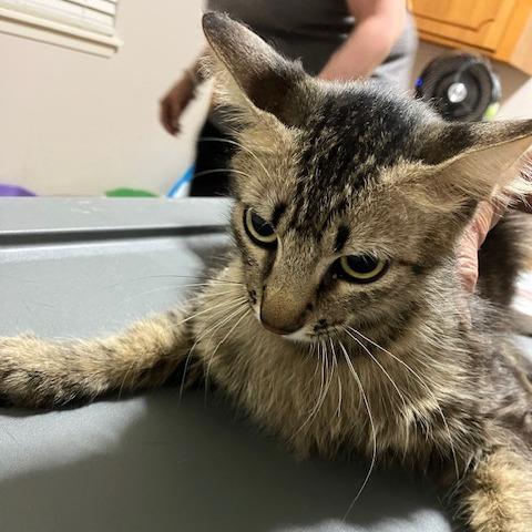 Enlarge Patience (Grandma), a Adoptable Domestic Short Hair in Baytown, TX image 2/2