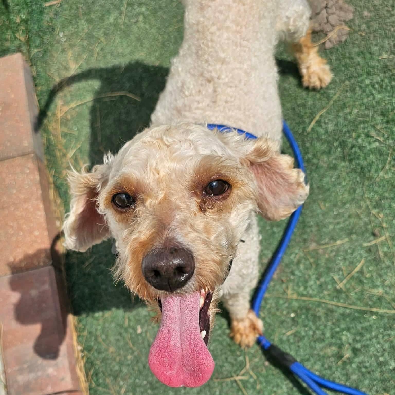 Milosh, a ADOPTABLE mixed breed in Minooka, IL image 2/2