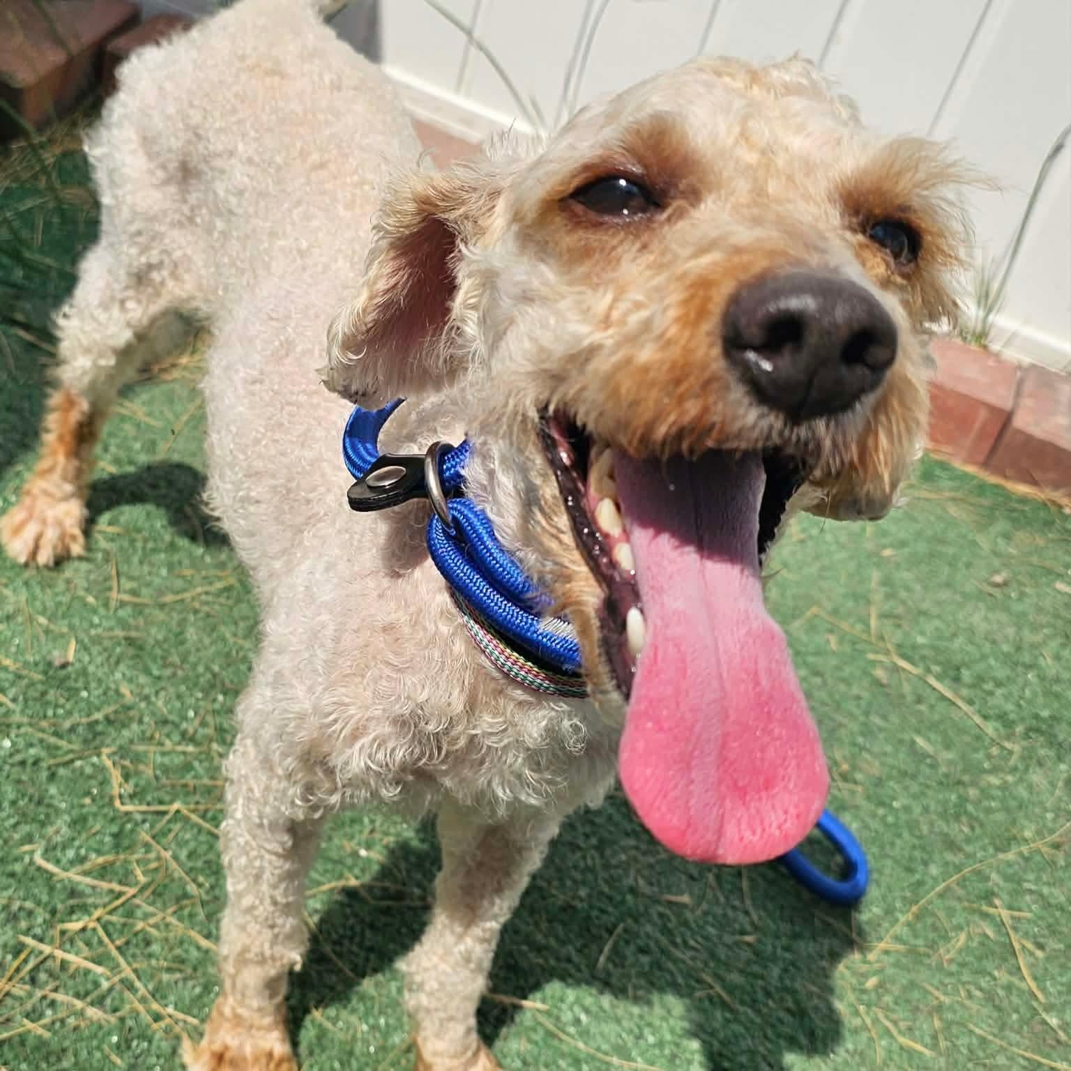 Milosh, a ADOPTABLE mixed breed in Minooka, IL image 1/2