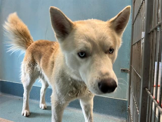 LOBO, Adoptable, Young Male Husky.