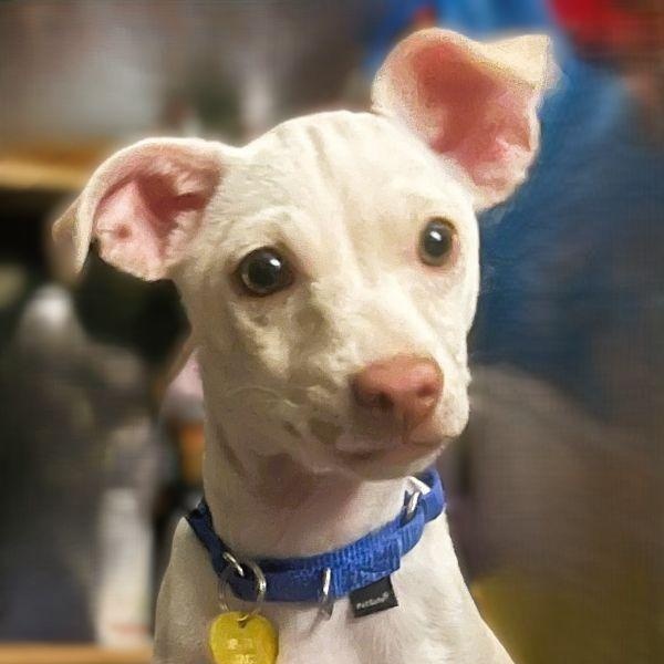 Pippa photo 1