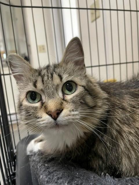 Enlarge Jackie, a ADOPTABLE Domestic Medium Hair in Hayward, WI image 1/1