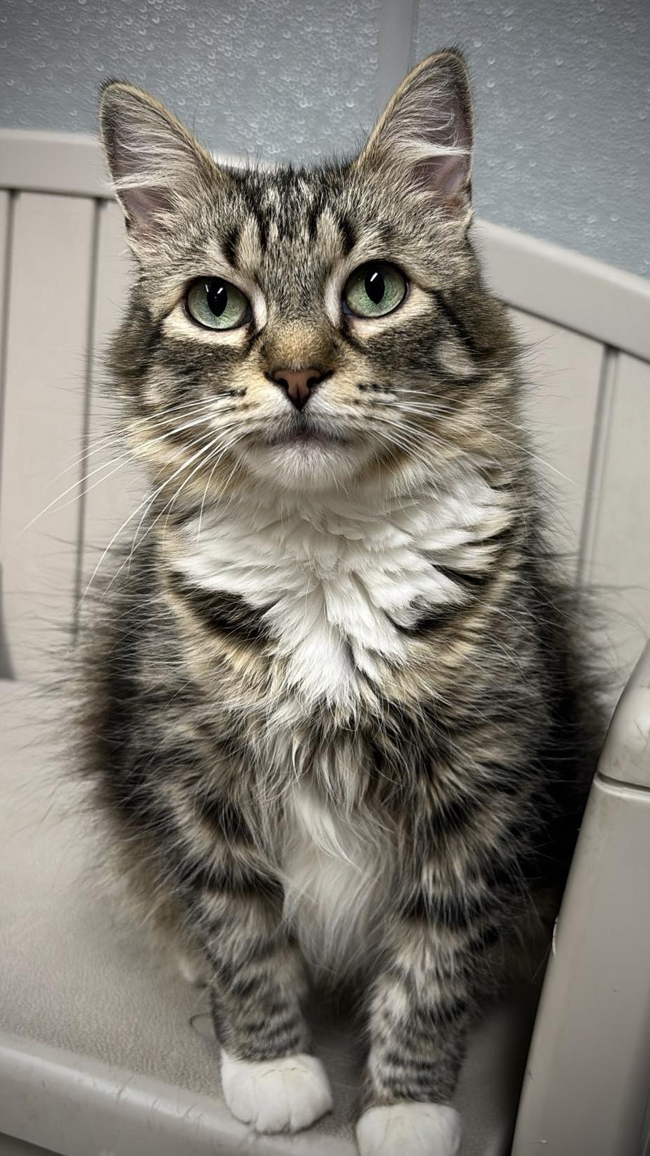 Jackie, Adoptable, Adult Female Domestic Medium Hair.