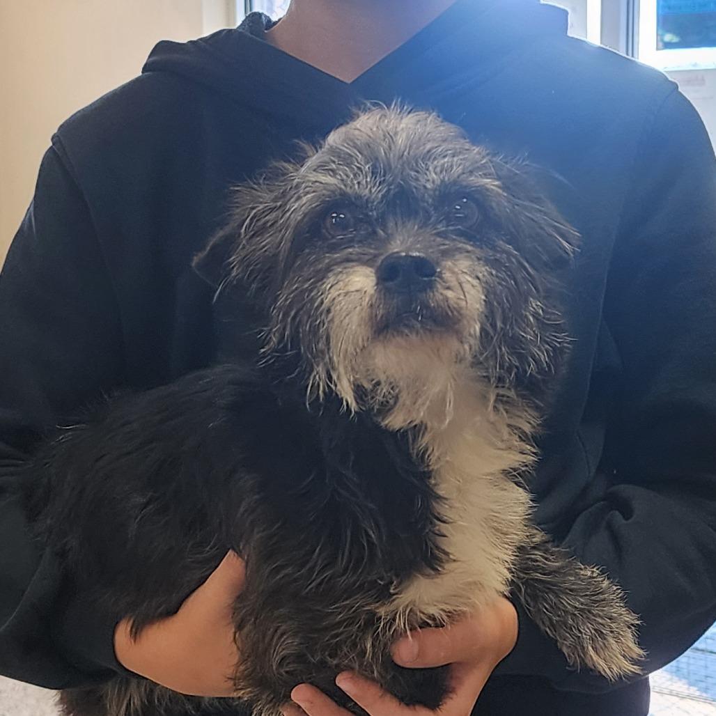 Enlarge LARRY, a ADOPTABLE mixed breed in Corydon, IN image 1/1