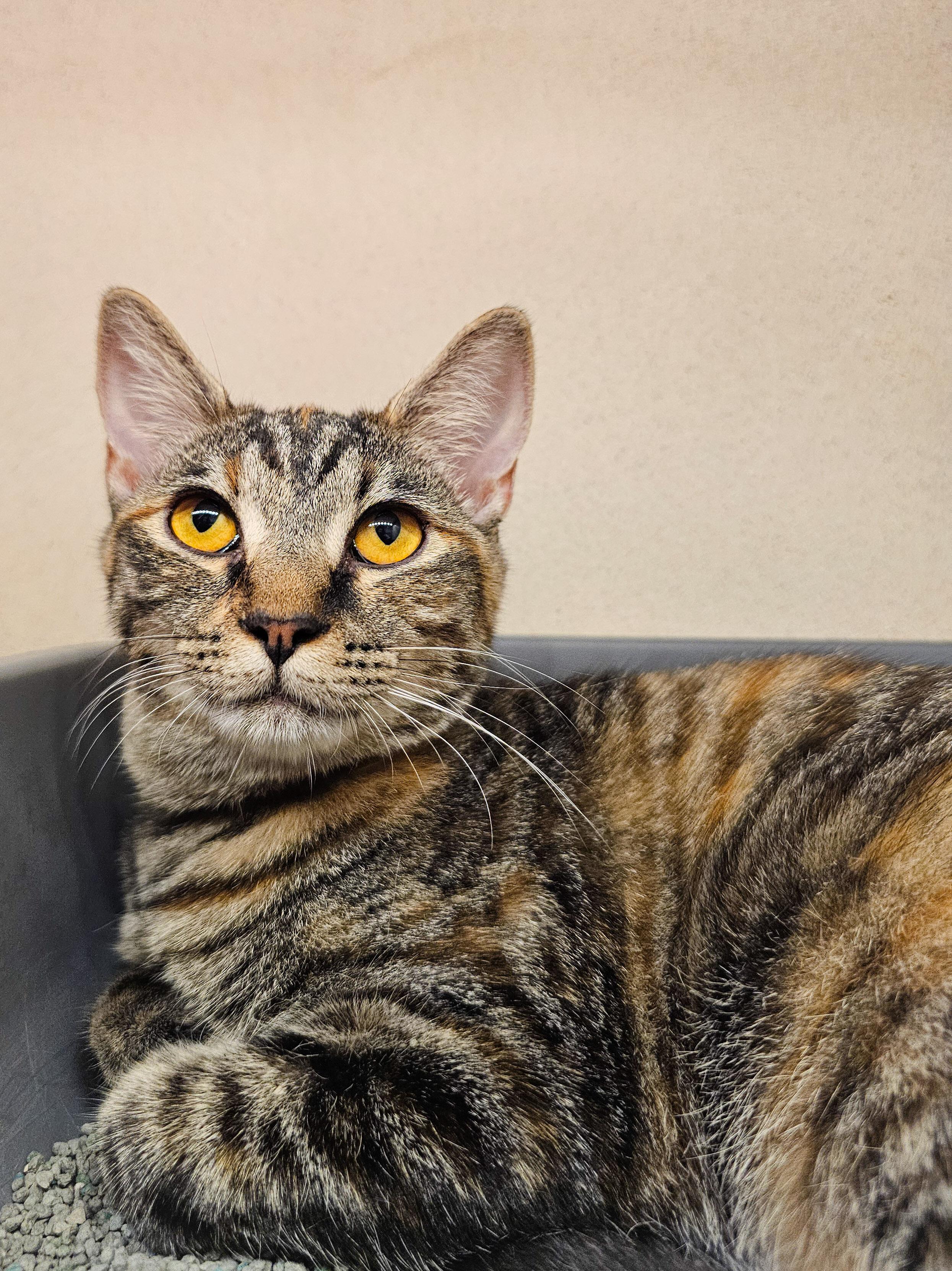 Avery, Young Female Domestic Short Hair
