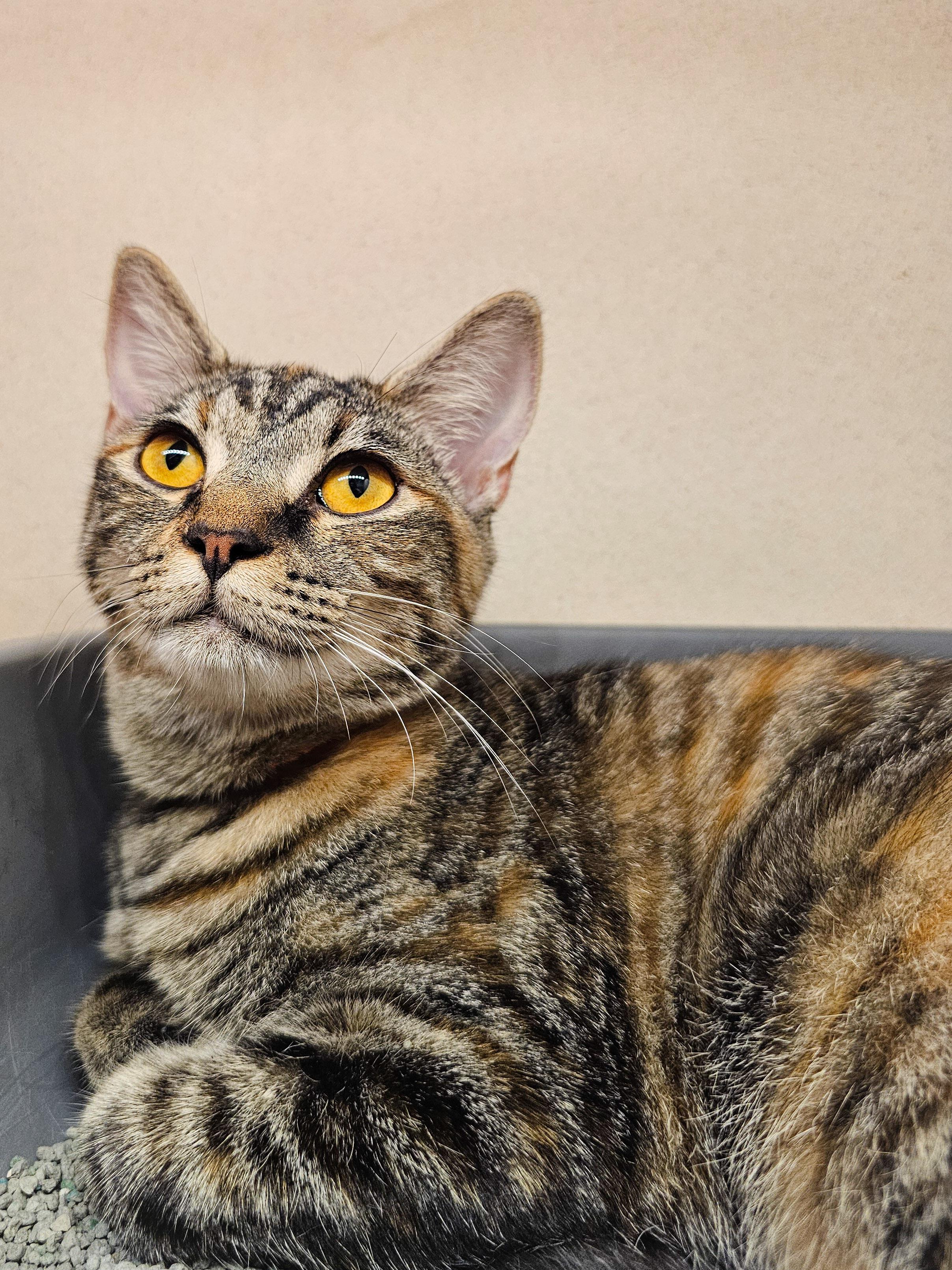 Avery, a Adoptable Domestic Short Hair in Naples, FL image 4/5