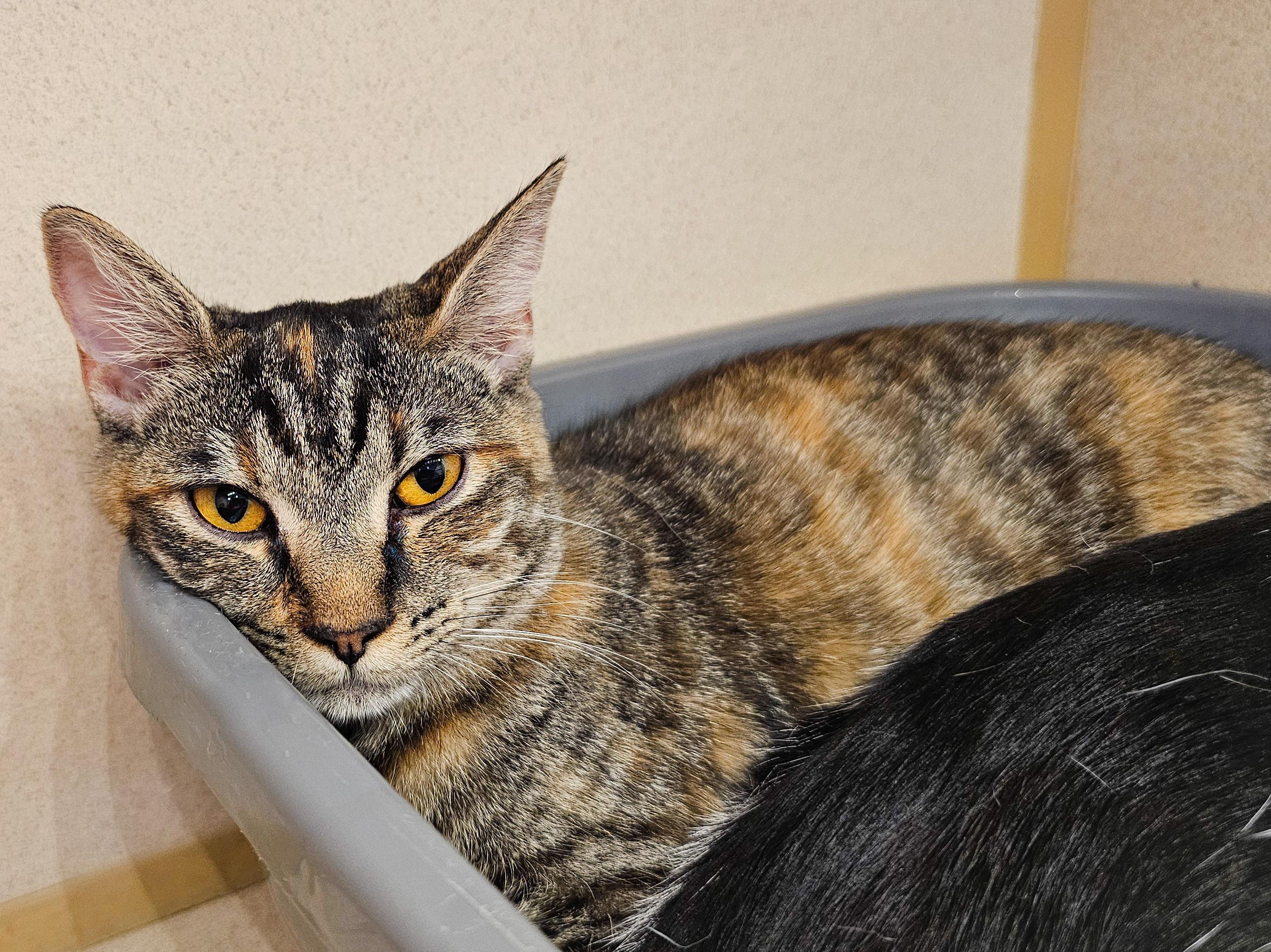 Avery, a Adoptable Domestic Short Hair in Naples, FL image 3/5
