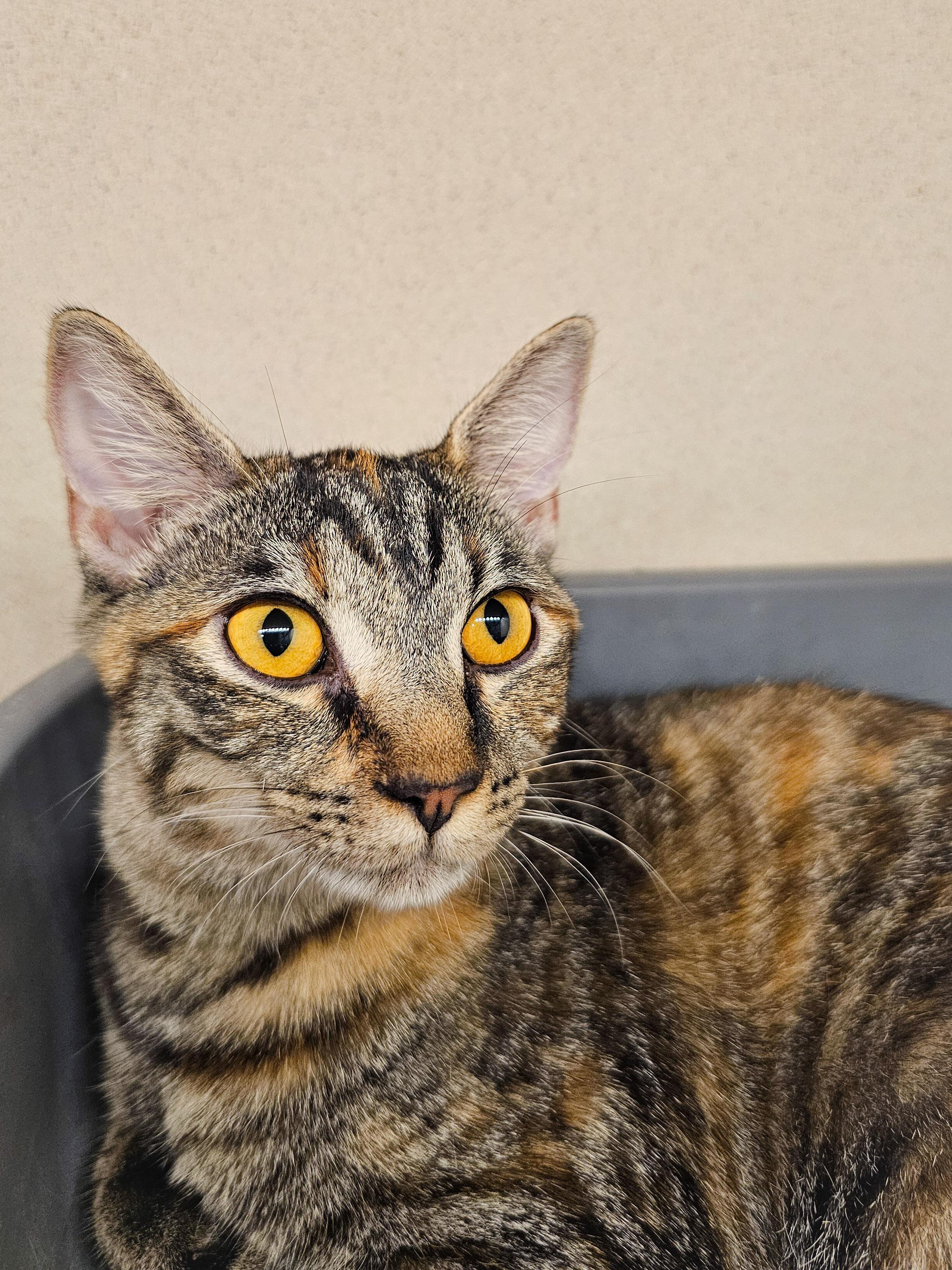 Avery, a Adoptable Domestic Short Hair in Naples, FL image 5/5