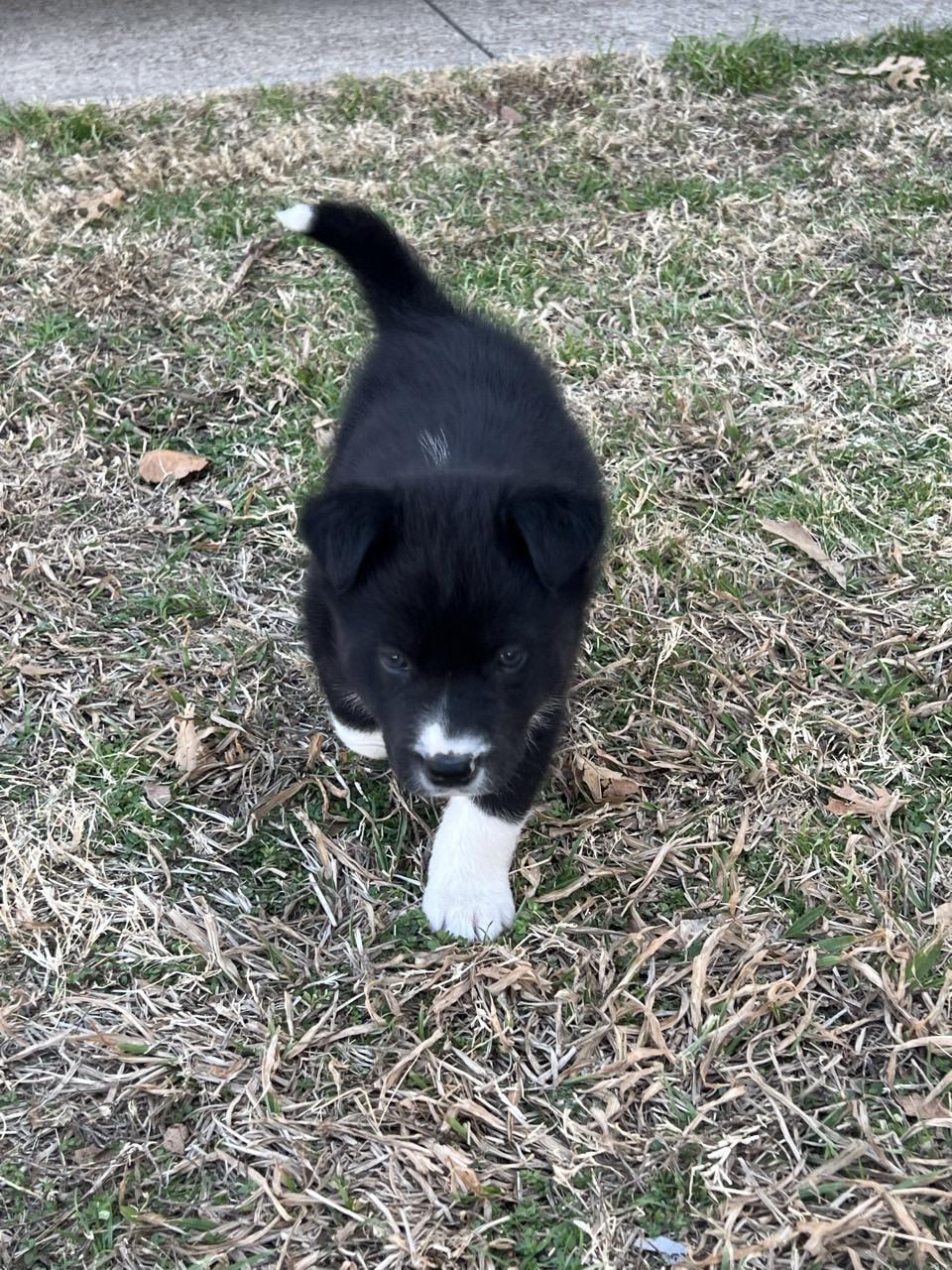 Enlarge Linux, an adopted mixed breed in Mansfield, TX image 2/2