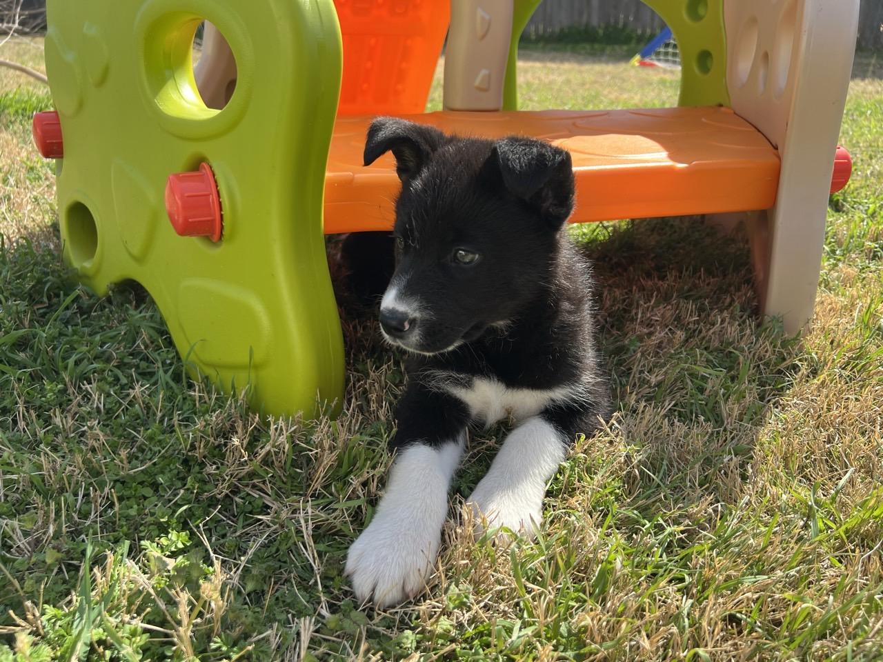 Enlarge Linux, an adopted mixed breed in Mansfield, TX image 1/2