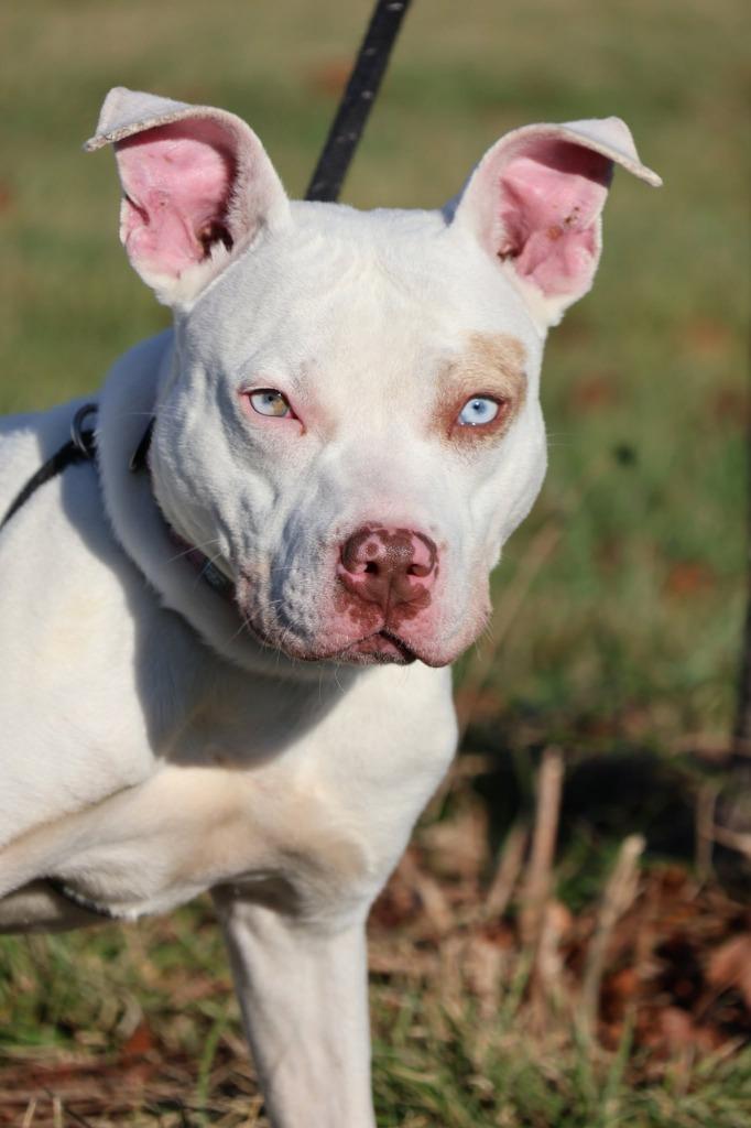 Bulgar, Adoptable, Adult Male Mixed Breed.