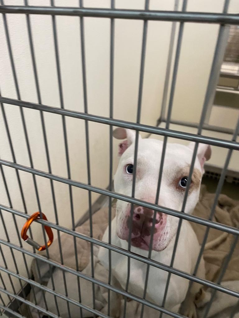 Bulgar, Adoptable, Adult Male Mixed Breed.