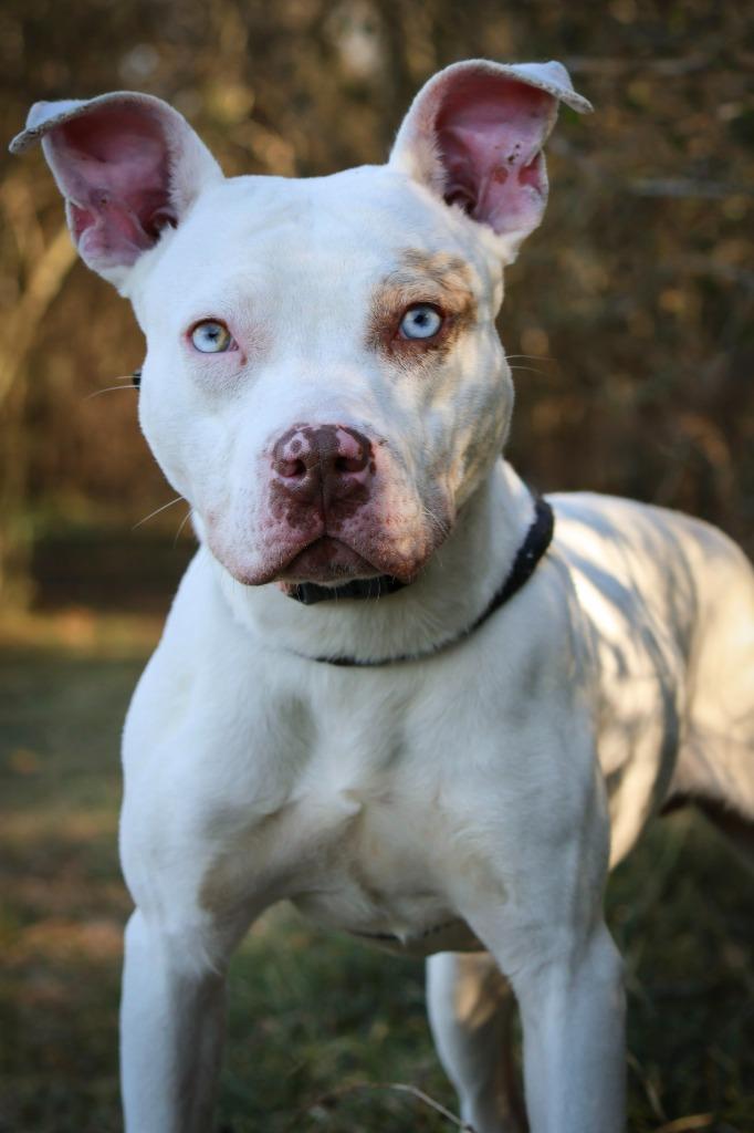 Bulgar, Adoptable, Adult Male Mixed Breed.