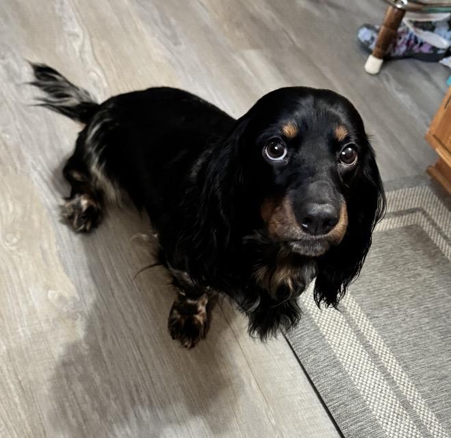 WINSTON, ADOPTABLE, Adult Male Dachshund (Long Haired) & Cavalier King Charles Spaniel.