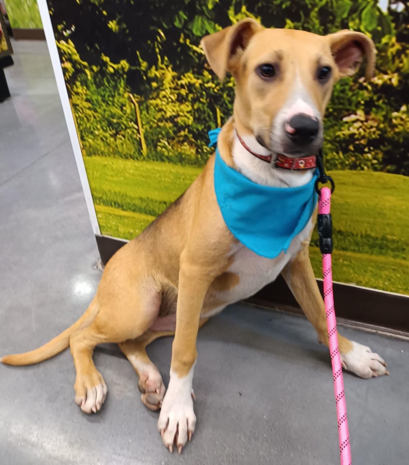 Enlarge Mitzi, a Adoptable mixed breed in San Diego, CA image 2/5