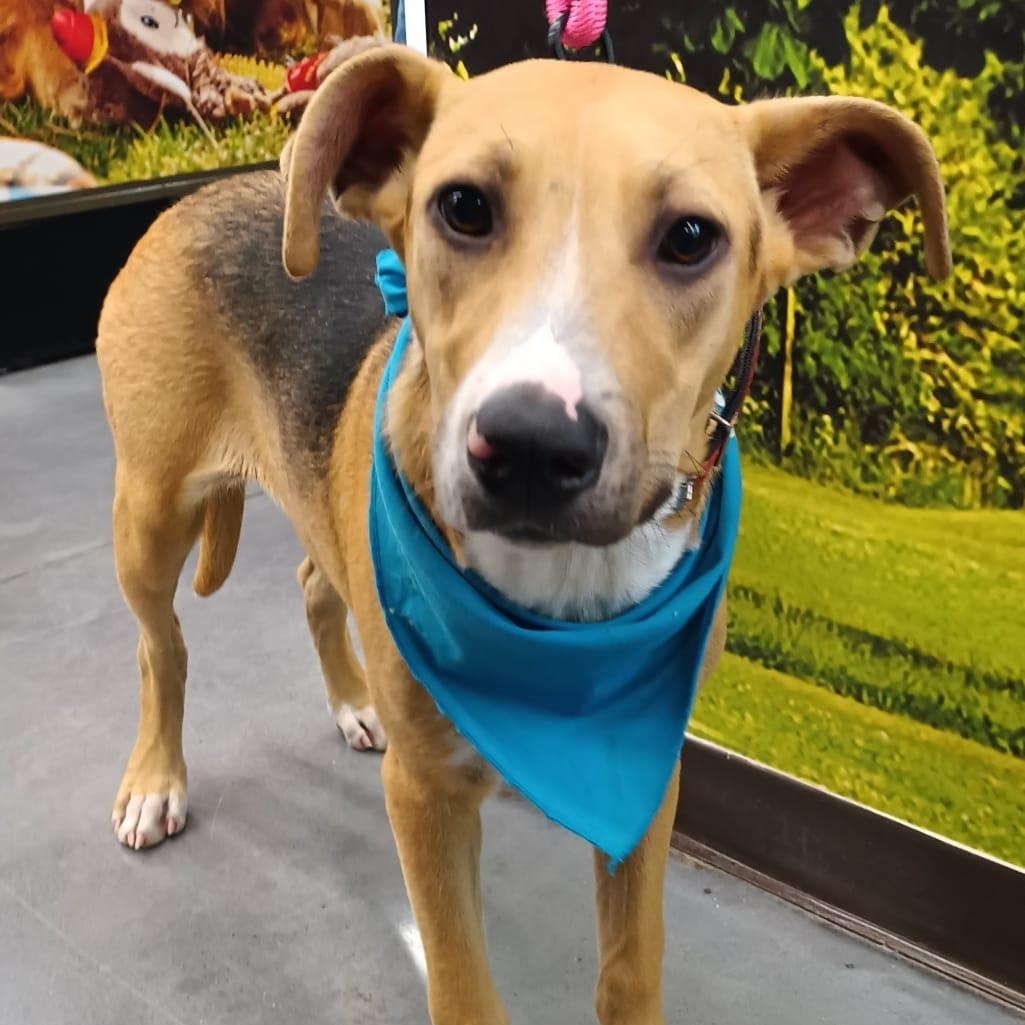 Enlarge Mitzi, a Adoptable mixed breed in San Diego, CA image 1/5