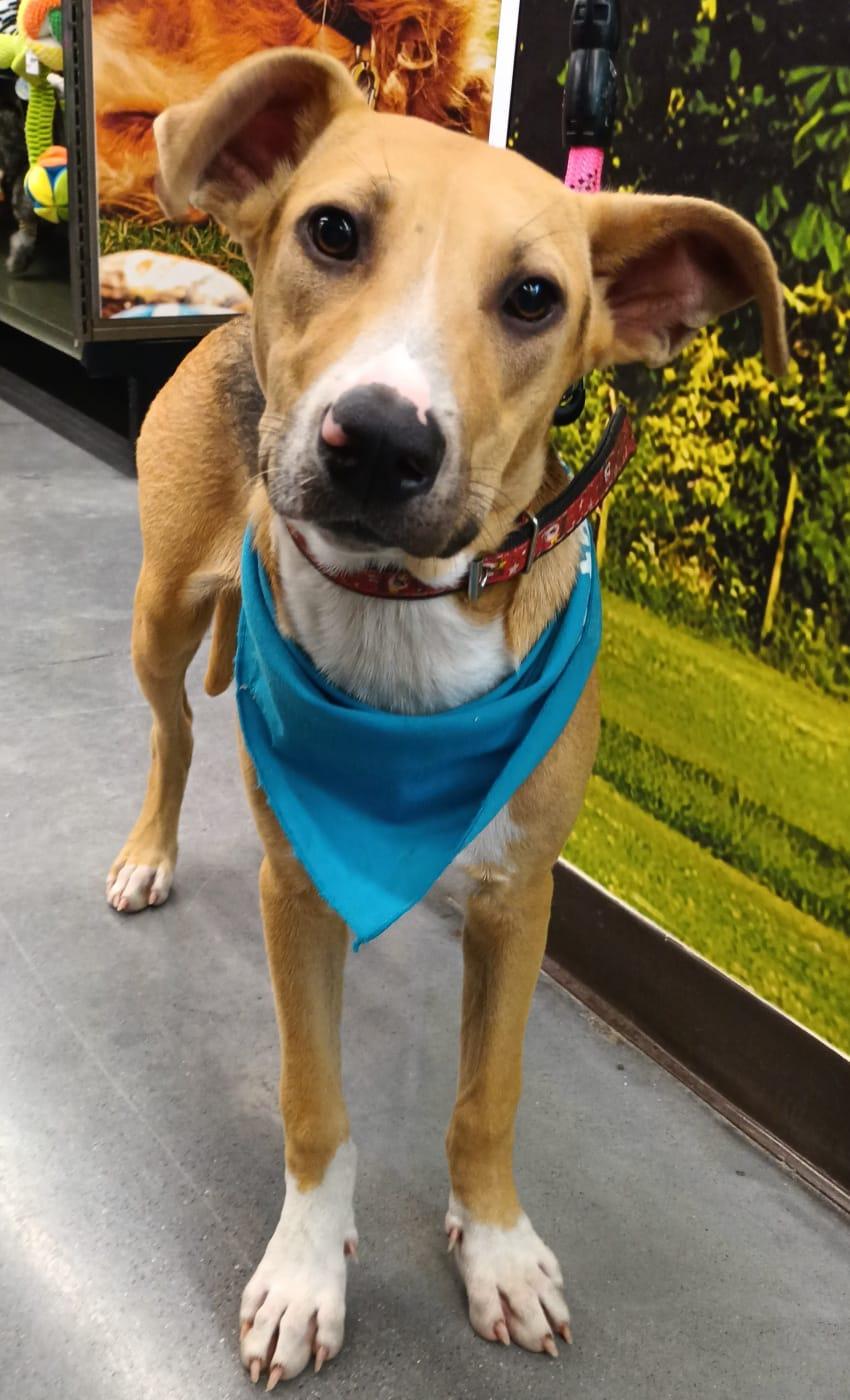 Enlarge Mitzi, a Adoptable mixed breed in San Diego, CA image 3/5