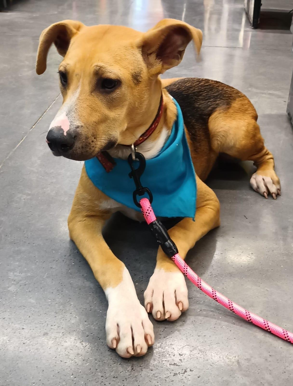 Enlarge Mitzi, a Adoptable mixed breed in San Diego, CA image 4/5