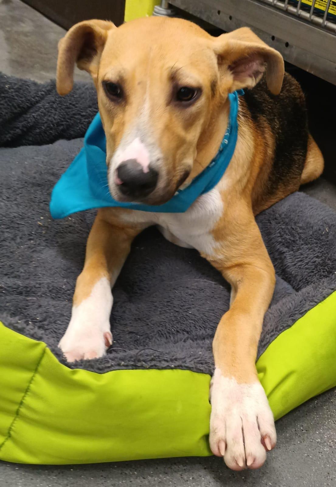 Enlarge Mitzi, a Adoptable mixed breed in San Diego, CA image 5/5