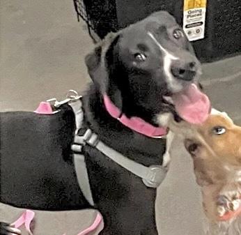 POWERADE, Adoptable, Adult Female Labrador Retriever & Mixed Breed.