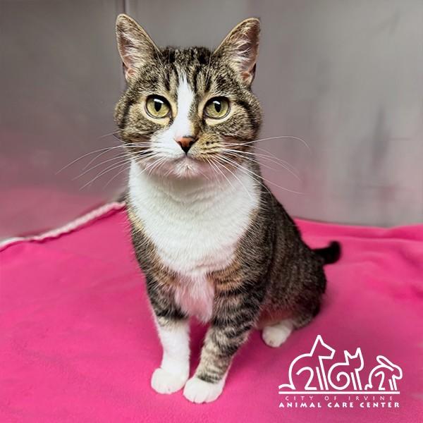 Enlarge TAYLOR, a Adoptable Domestic Short Hair in Irvine, CA image 1/1