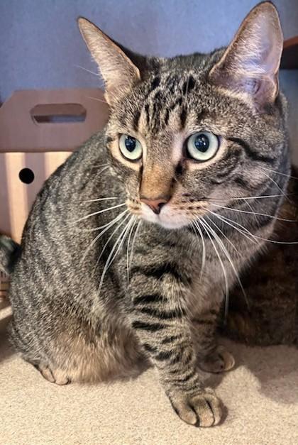 Enlarge Zack, a Adoptable Domestic Short Hair in Washington, DC image 1/3