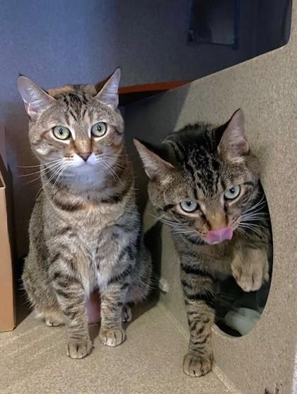 Enlarge Zack, a Adoptable Domestic Short Hair in Washington, DC image 3/3