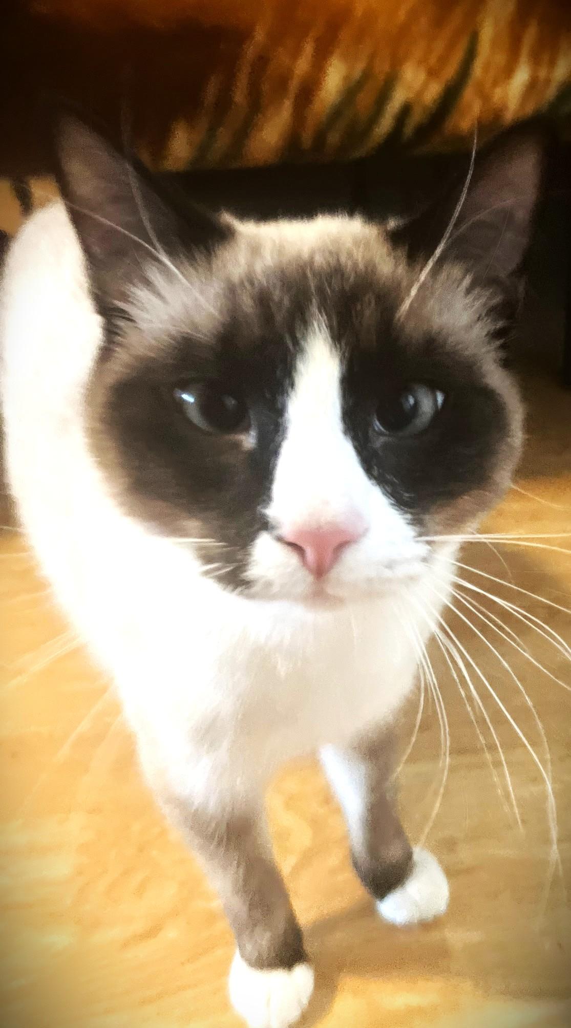 Enlarge Scooba Steve, a ADOPTABLE Snowshoe in Chico, CA image 1/1