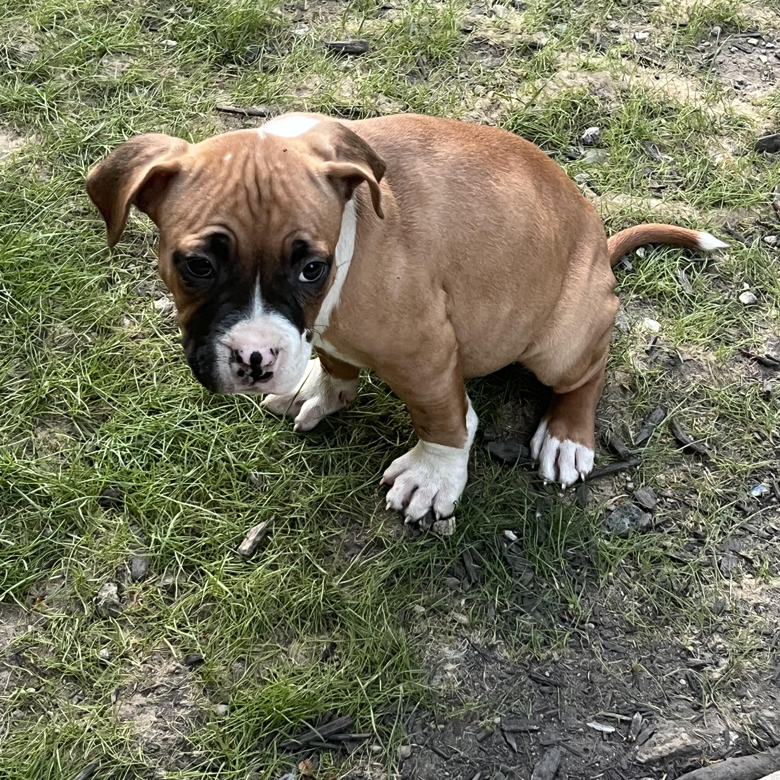 Muffin, Adopted, Puppy Female Boxer & Pit Bull Terrier.