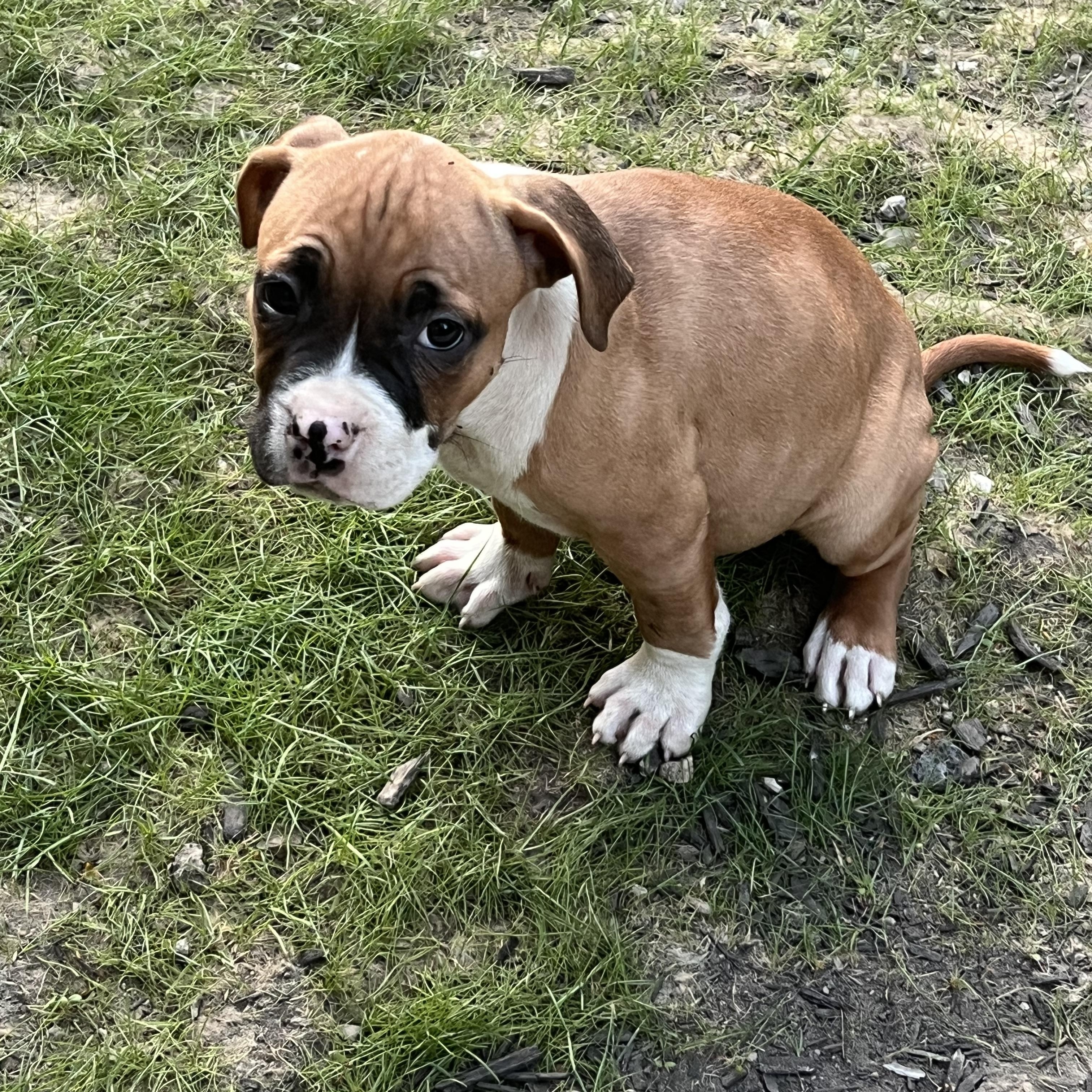 Enlarge Muffin, a Adopted mixed breed in Chesterton, IN image 2/5
